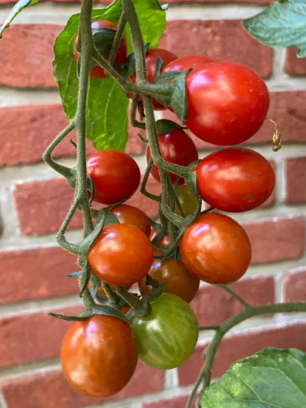 Tomaten: Philamina