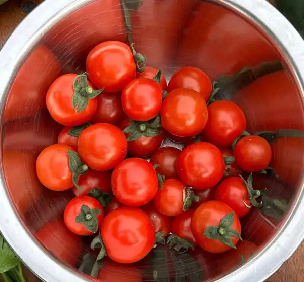 Tomaten: Philamina