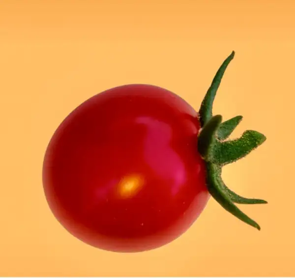 Tomaten: Philamina