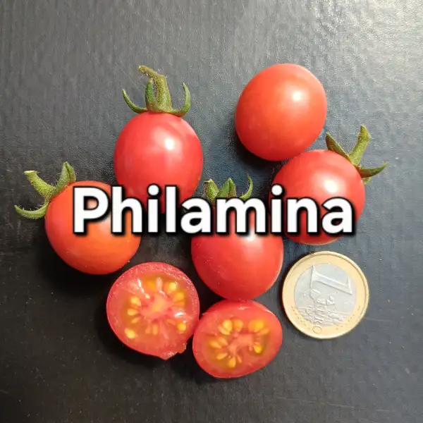 Tomaten: Philamina