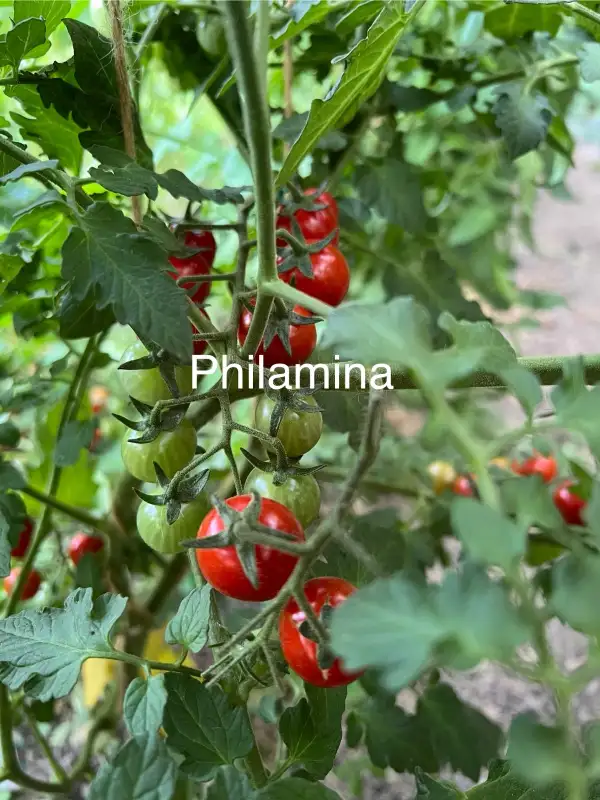 Tomaten: Philamina
