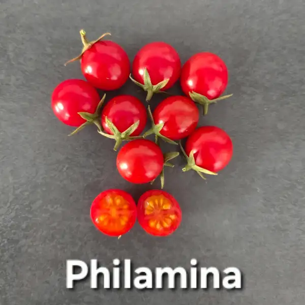 Tomaten: Philamina