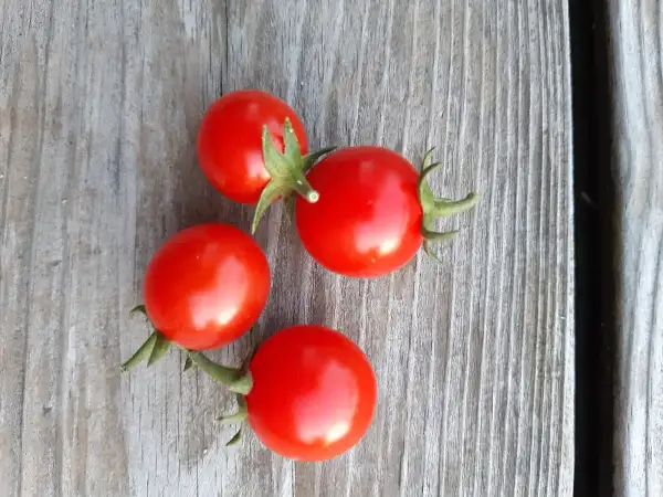 Tomaten: Philamina