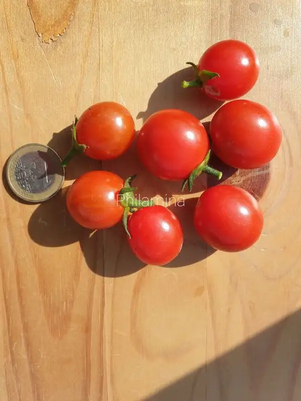 Tomaten: Philamina