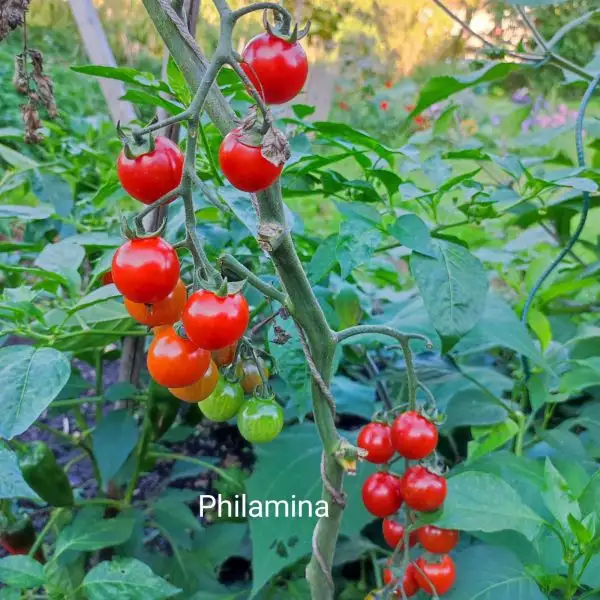 Tomaten: Philamina