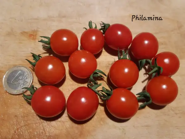 Tomaten: Philamina