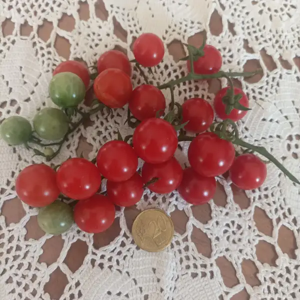 Tomaten: Philamina  Cherrytomate