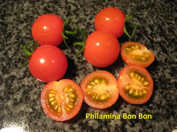 Tomaten: Philharmina