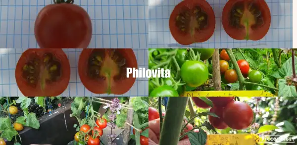 Tomaten: Philovita - Freilandgeeignet