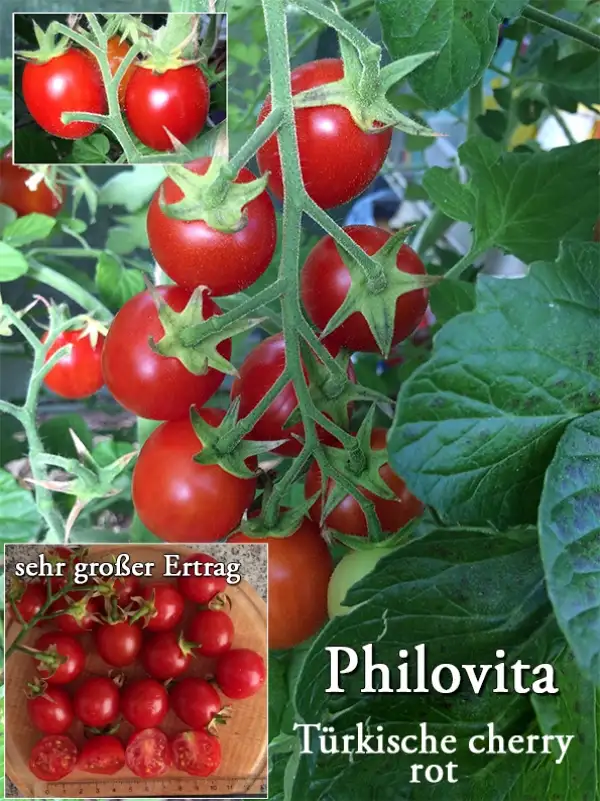 Tomaten: Philovita