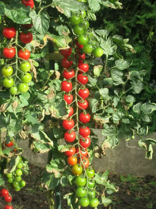Tomaten: Philovita F8