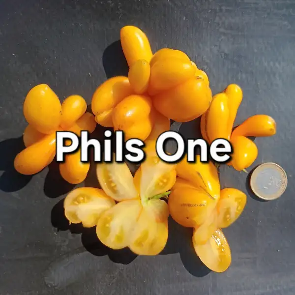 Tomaten: Phils one