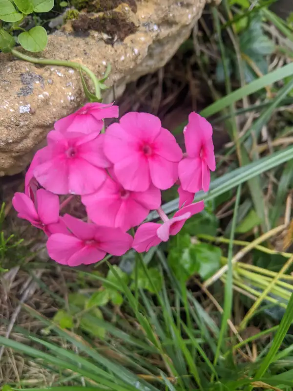 Blumen: Phlox