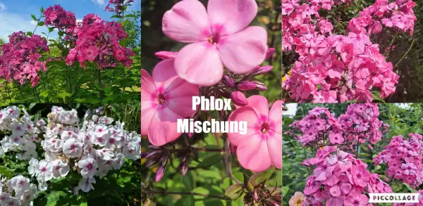 Blumen: Phlox Flammenblume - Mix