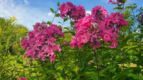 Blumen: Phlox Flammenblume - Mix