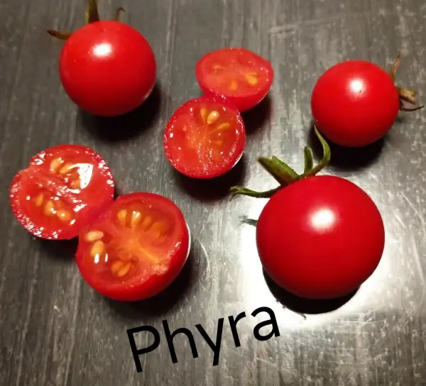 Tomaten: Phyra