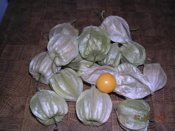 Physalis: Physalis