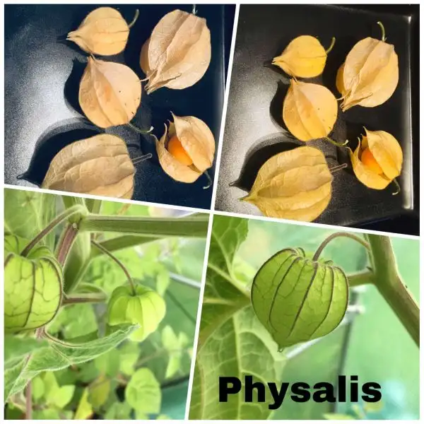 Obst: Physalis