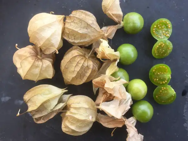 Physalis: Physalis angulata 