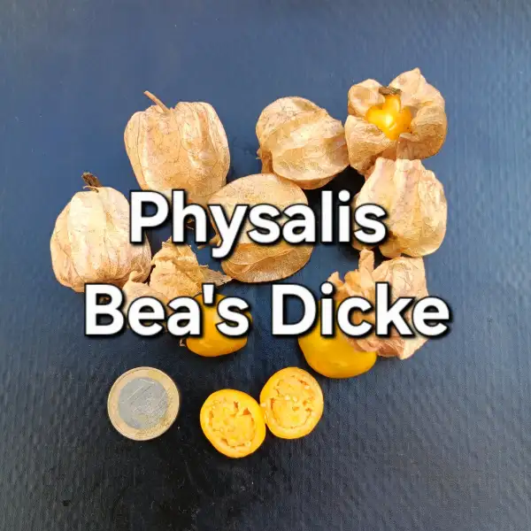 Physalis: Physalis Bea
