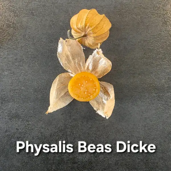 Physalis: Physalis Beas Dicke