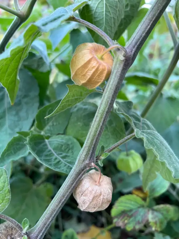 Physalis: Physalis Dulceria