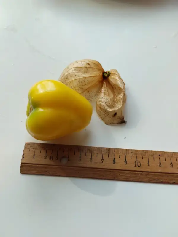 Physalis: Physalis ixocarpa kegelförmig