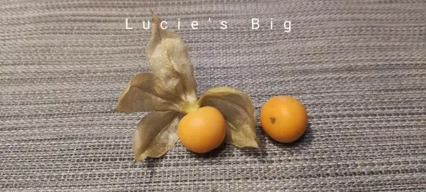 Physalis: Physalis Lucie