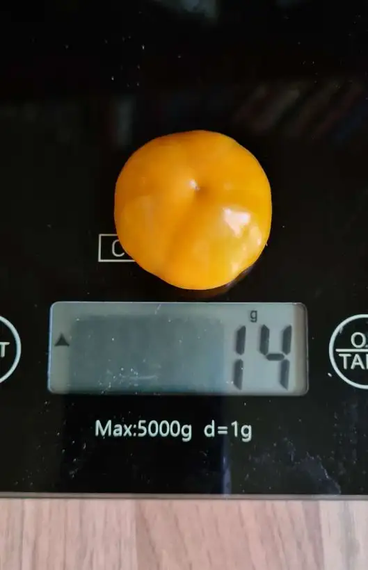 Beeren: Physalis Lucies Big