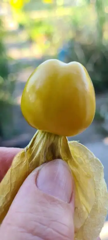 Beeren: Physalis Raderbroicher Gold