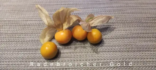 Physalis: Physalis Raderbroicher Gold