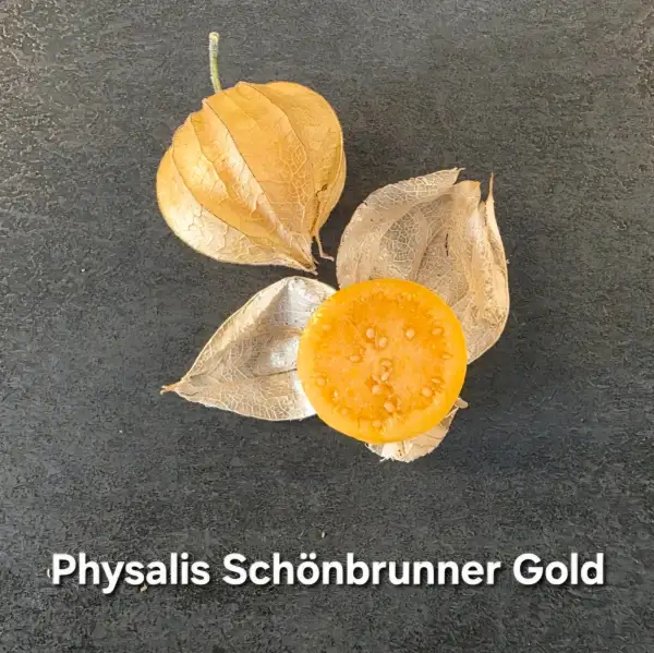 Physalis: Physalis Schönbrunner Gold