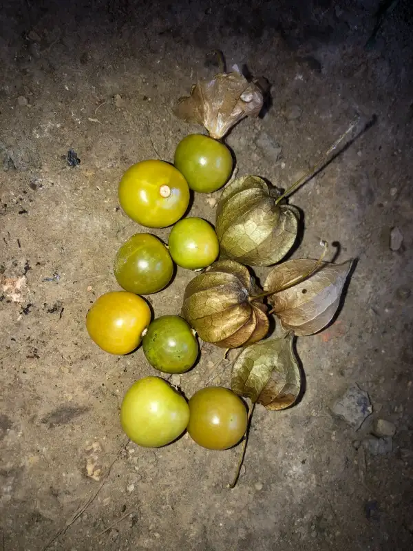 Physalis: Physalis virginiana