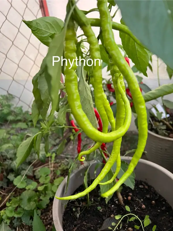 Chili / Paprika: Phyton