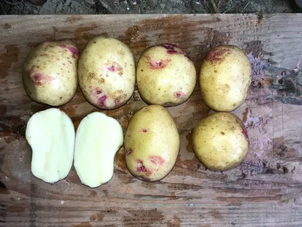 Kartoffeln: Picasso