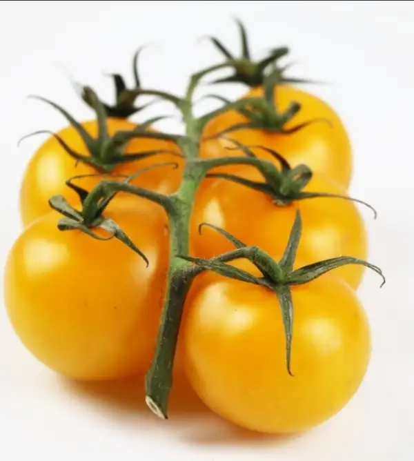 Tomaten: Pick-a-Tom Gelb