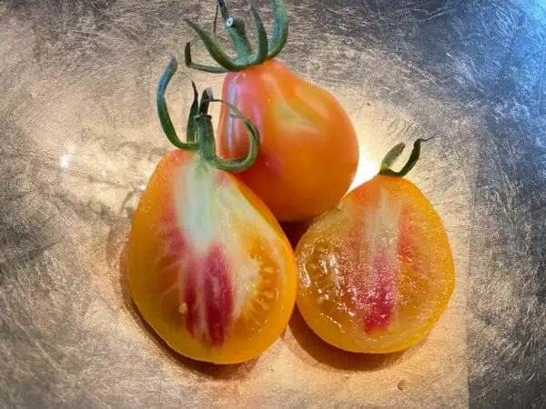 Tomaten: Piedmont Pear