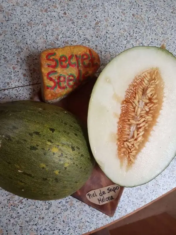 Obst: Piel de Sapo Melone