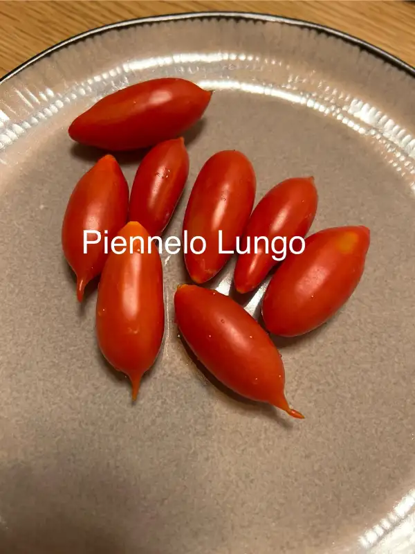 Tomaten: Piennelo Lungo