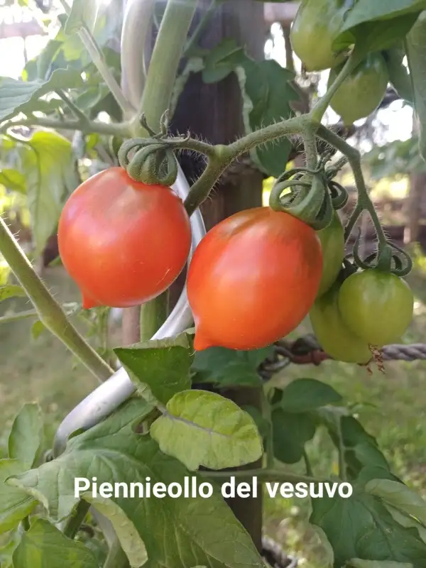 Tomaten: Piennieollo del vesuvo