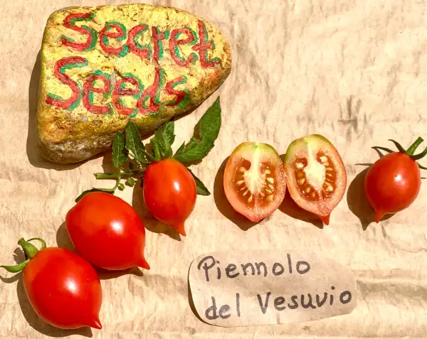 Tomaten: Piennolo del Vesuvio