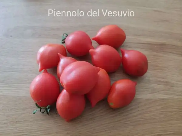 Tomaten: Piennolo del Vesuvio