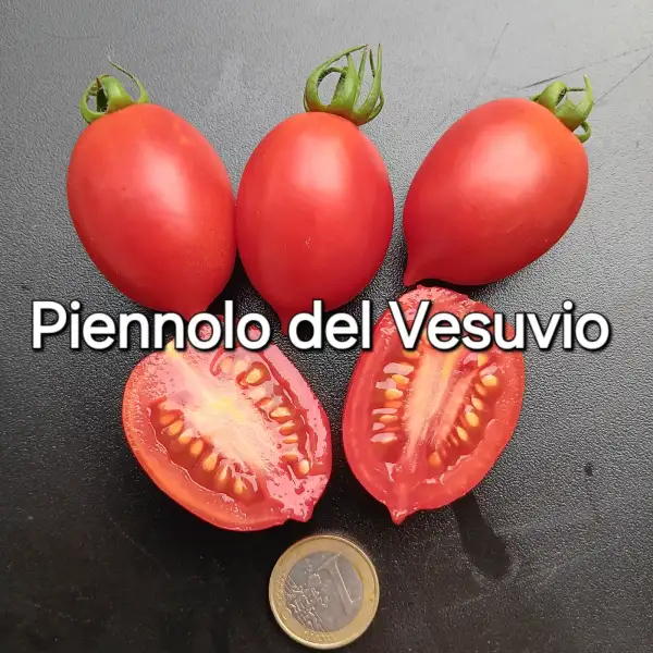 Tomaten: Piennolo del Vesuvio