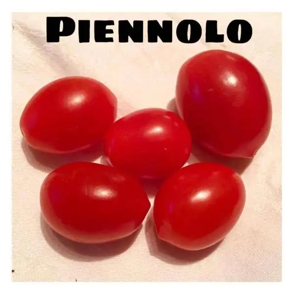 Tomaten: Piennolo del Vesuvio