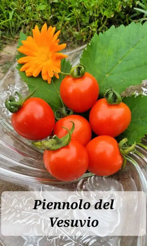 Tomaten: Piennolo del Vesuvio