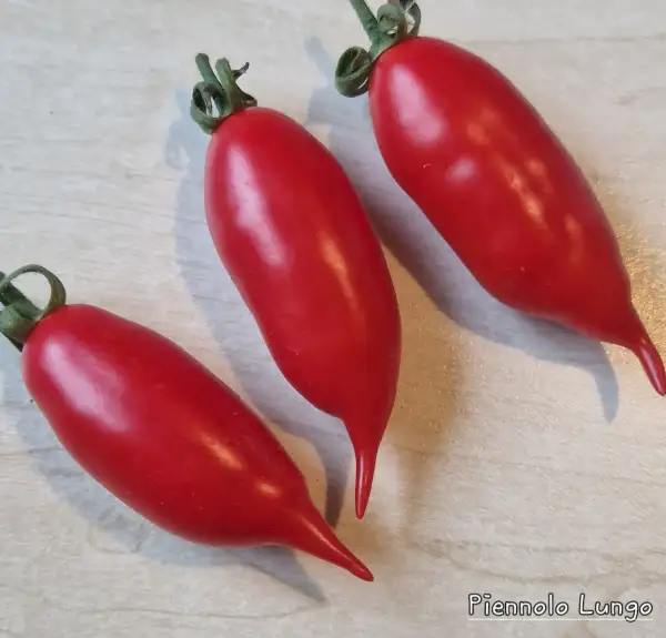 Tomaten: Piennolo Lungo