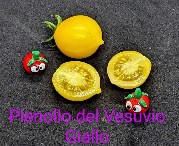 Tomaten: Pienollo del Vesuvio Giallo