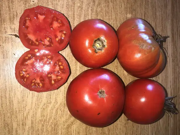 Tomaten: Pieralbo