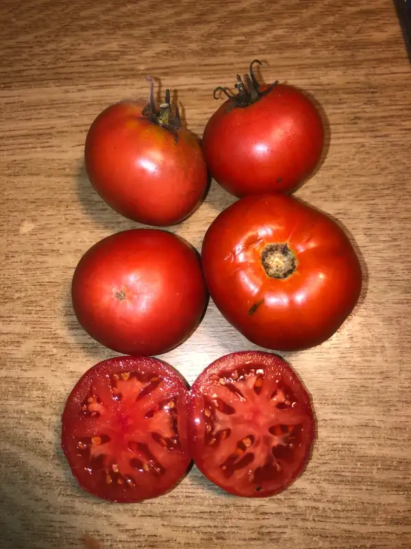 Tomaten: Piersol