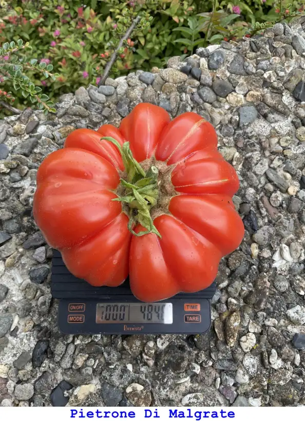 Tomaten: Pietrone Di Malgrate